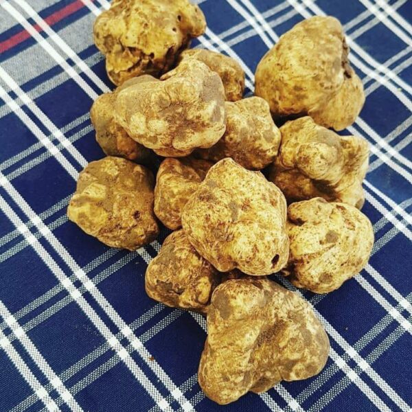 Tartufo Bianco fresco — Mari Fedele Tartufi, Campello sul Clitunno