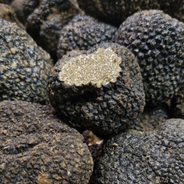 Tartufo Estivo fresco — galleria 03 — Mari Fedele Tartufi, Campello sul Clitunno