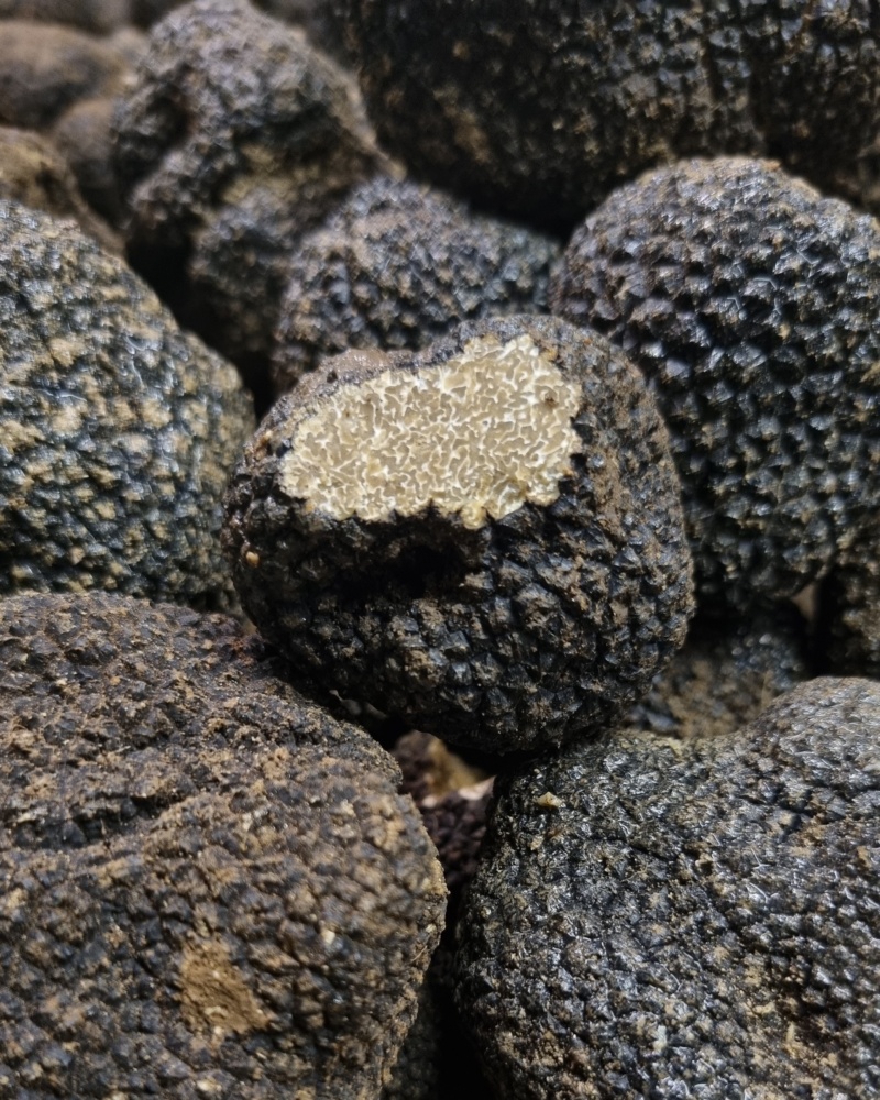 Tartufo Estivo fresco — galleria 03 — Mari Fedele Tartufi, Campello sul Clitunno Tartufo Estivo fresco — galleria 03 — Mari Fedele Tartufi, Campello sul Clitunno