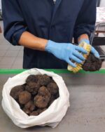 Tartufo Estivo fresco — Mari Fedele Tartufi, Campello sul Clitunno