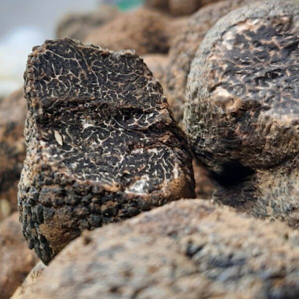 Tartufo Nero Pregiato fresco — Mari Fedele Tartufi, Campello sul Clitunno