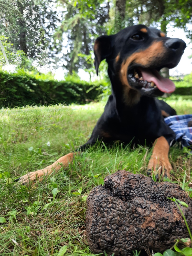 Cani da Tartufo — Mari Fedele Tartufi, Campello sul Clitunno
